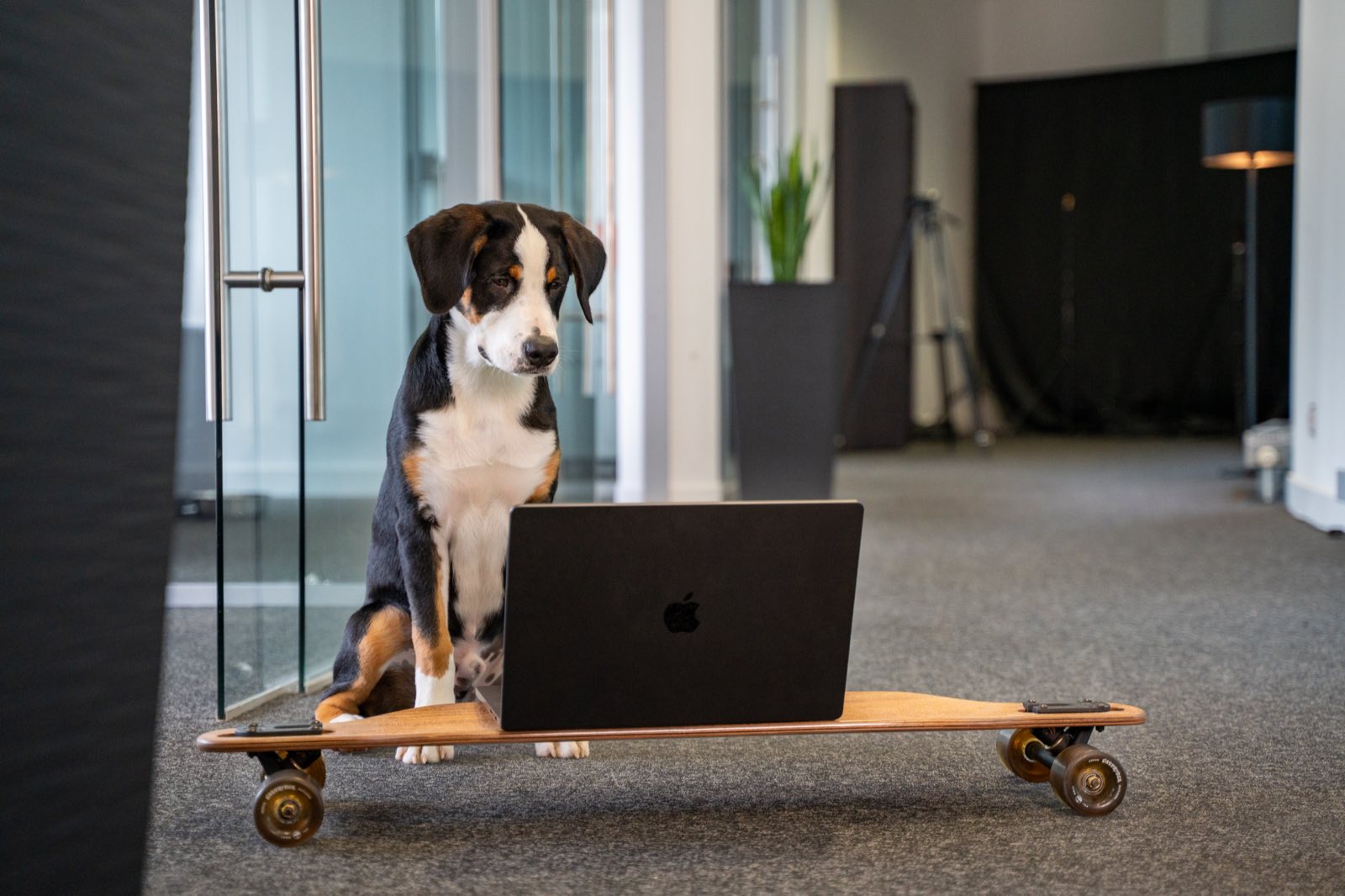 Bürohund Charlie von digitalbynature® auf einem Longboard neben einem Laptop